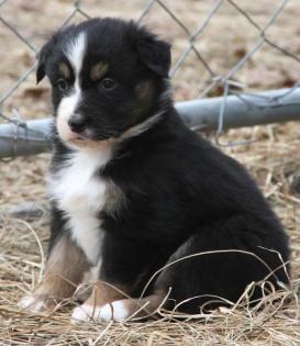 Reinrassige Australian Shepherd Welpen