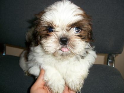 Verkaufe reinr. Shih Tzu Welpen oP