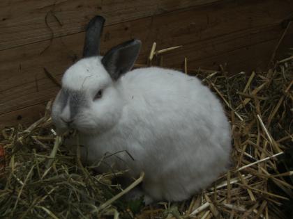 Mehrere Kaninchen aus Pflegestelle abzugeben