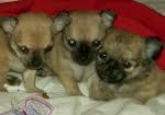 Drei kleine Chihuahua Mix Babys ( Welpen)