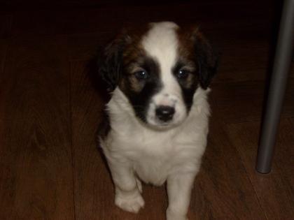 Border Collie Mix Welpen