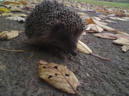 Regelmäßig süße Tierbabys