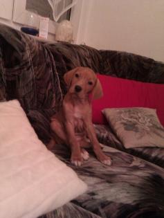 Labrador Golden Retriever Welpe sucht...