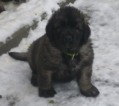 Leonberger- Welpen