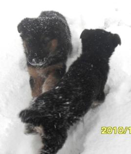 Bezauberne Schäferhundwelpen Hündin