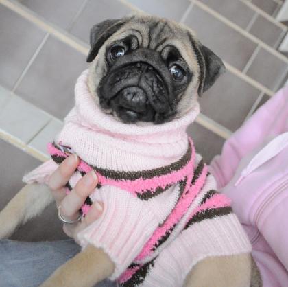 !!! MOPS mit FCI papieren !!!