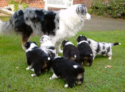 Schöne Weihnachten Australian Shepherd Welpen