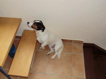 Hallo mein name ist kalle ich bin ein jack russell und suche dringend ein neues 