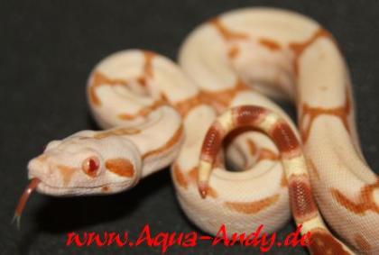 Weihnachts- boa albino / sunglow    