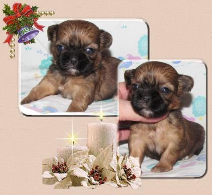 Shih Tzu Welpen