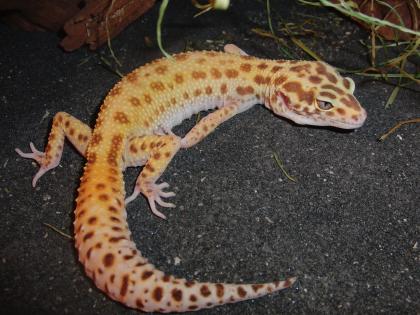 LEOPARDGECKOS 1.2