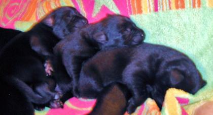 Labrador schäferhund welpen