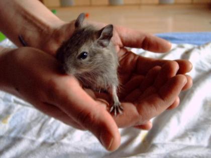 Degus (Jungtiere) zu verkaufen!