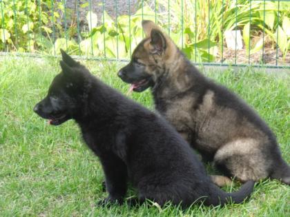 Schäferhunde so wie früher