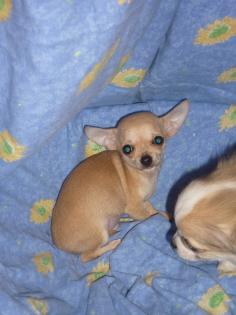 Mini Chihuahua Welpe