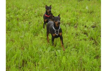 Schöne reinrassige Dobermannwelpen mit Papieren... suchen noch ein neues und lie