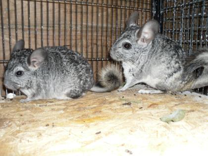 Chinchillas