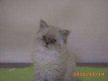 Wunderschöer Perserkater 