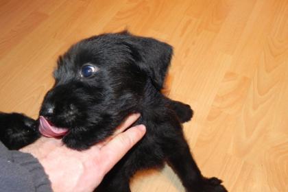 Riesenschnauzer-welpen mit Pap.aus Hessen