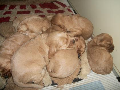 8 süser cocker spaniel welpen suchen ein neues zuhause