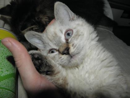 Süße Kitten im Schafspelz (Selkirk Rex, ohne Papiere)