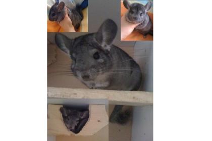 Chinchilla