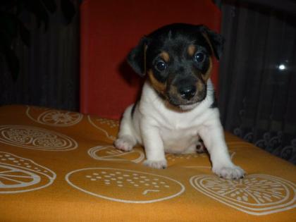 Noch ein süßer jack russel mix welpen zu vergeben