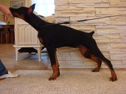 Attraktive Weihnachts-und Silvester-Dobermann Welpen