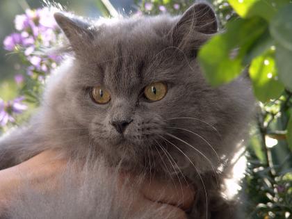 Zauberhafter blauer Briten Bub sucht  Zuhause