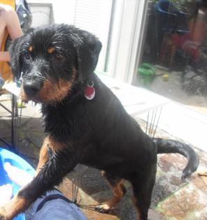 Rottweiler-Mix sucht neues Zuhause!