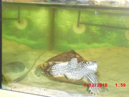 Mississippi HÖCKERSCHILDKRÖTE