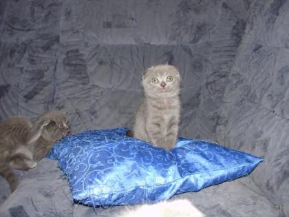 Scottish Fold Babys mit Stammbaum zu verkaufen
