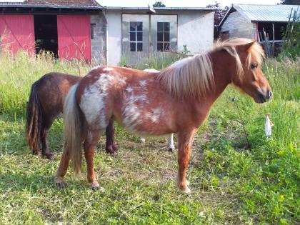 Orig. Mini Shetty, Stute m. Pap./Chip, Fuchsroan, 3 J., 550 Euro