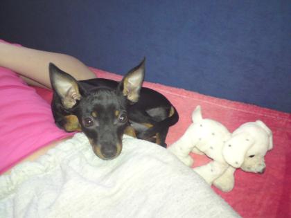 Minizwergpinscher