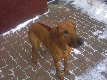 Rhodesian Ridgeback Hündin sucht neue Familie