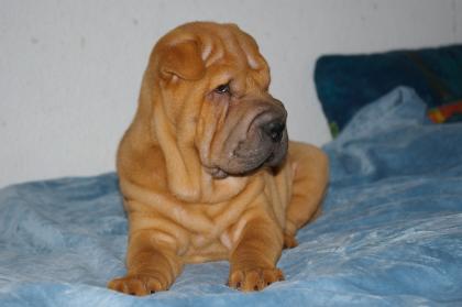 Süße Shar Pei Welpen zu verkaufen