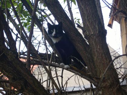 Liebes Katerchen sucht liebevolles Zuhause