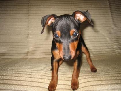 Zwergpinscher Welpe mit Papieren