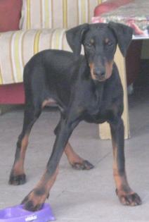 Dobermann welpen