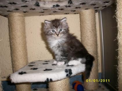 Knuffige Maine Coon Kitten