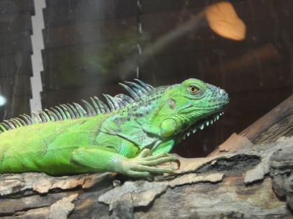 Grüner Leguan sucht neues Zuhause