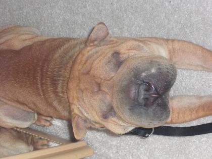 Lieber 16 Monate alter shar-pei Rüde abzugeben