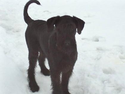 Riesenschnauzer Arek