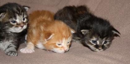 Maine Coon Kitten