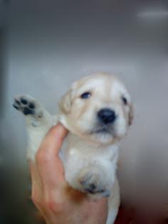 Golden Retriever Welpen mit Schampion wurzeln