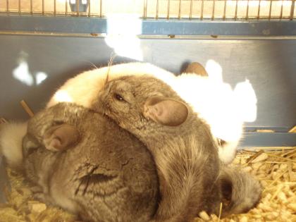 Chinchilla Babys zu verkaufen