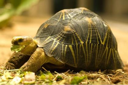 Leoparden, griechischen, Leoparden und andere Landschildkröten zu verkaufen.