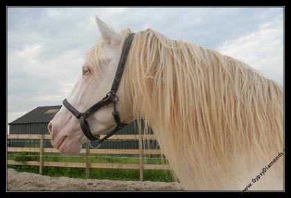 Lusitano Cremello Hengst zur Deckung angeboten