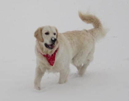 Prachtvoller Golden Retriever Rüde hell, bildhübsch und kerngesund