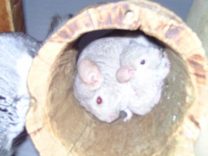 Junge Chinnchillas zum abgeben